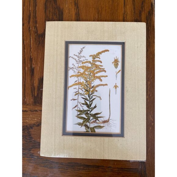 Vintage Anne Dowden Goldenrod Wildflower Floral Botanical Print With Matte - Picture 1 of 4